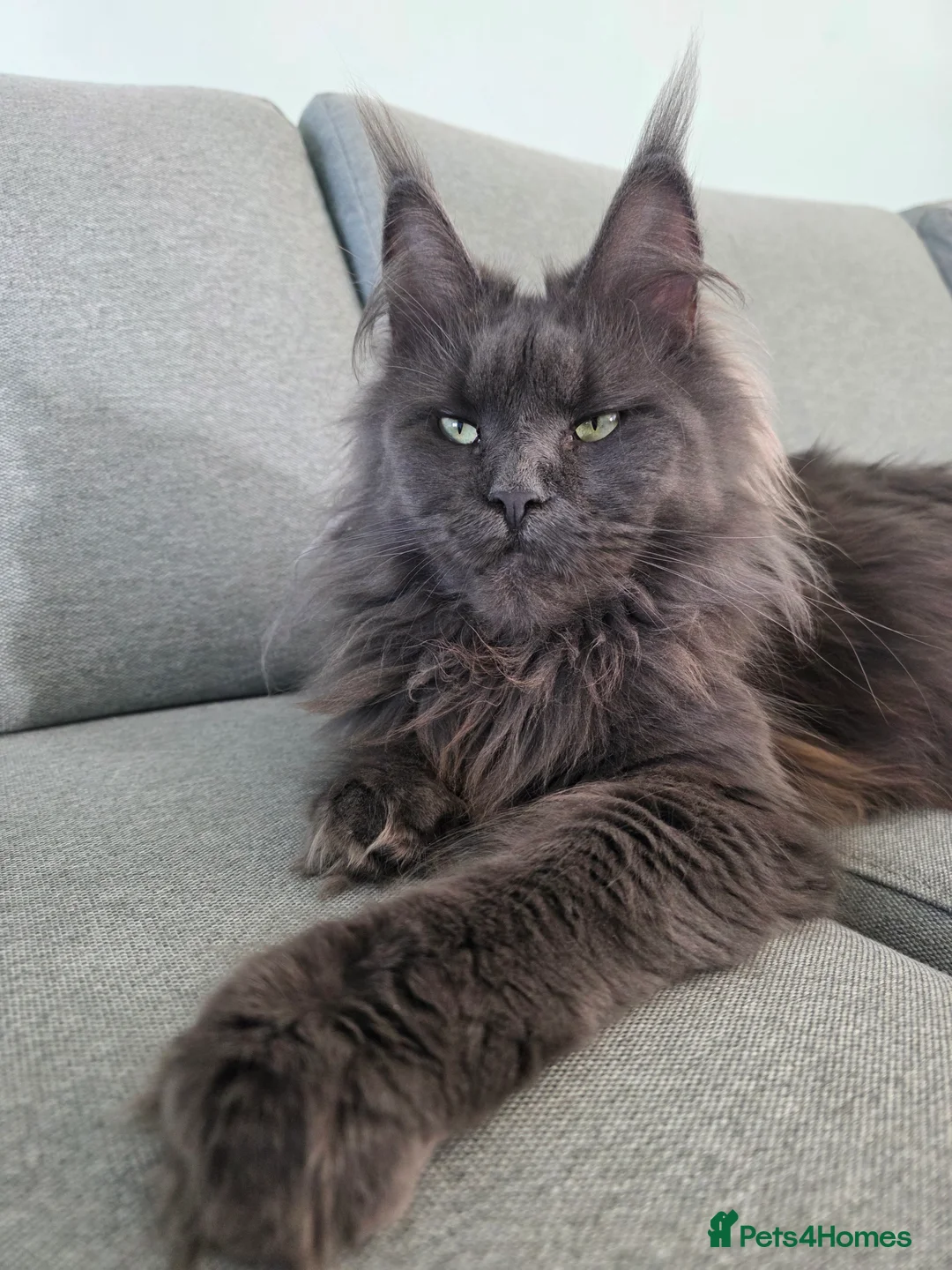 Maine Coon cats for sale: Maine Coon kittens from champion line - Advert 5