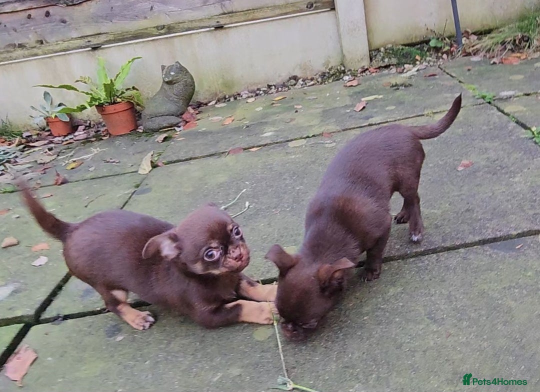 Chihuahua dogs for sale: Chihuahua  - Advert 6