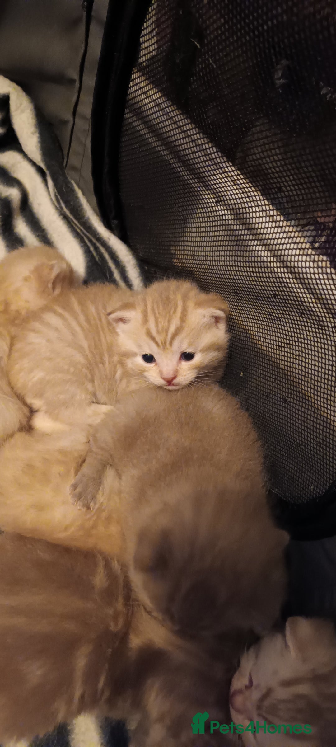 British Shorthair cats for sale: British shorthair - Advert 3