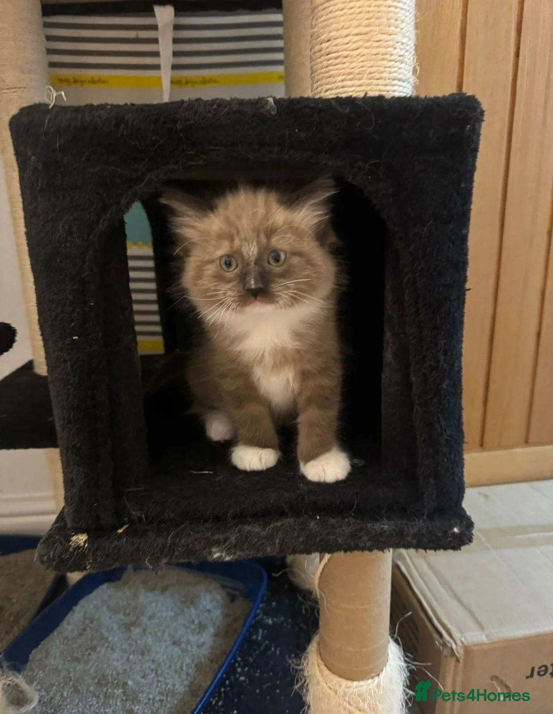 Ragdoll cats for sale: Beautiful Ragdoll kittens including Mink - Advert 1