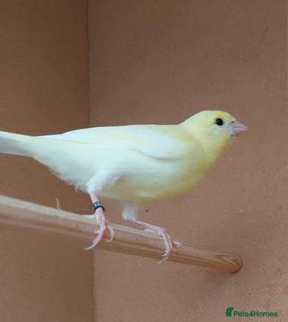 Canaries birds - Advert 16