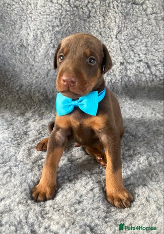 Dobermann dogs - Advert 1