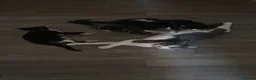 Mixed Breed cats for sale: 4 babies looking for their forever home in Camberley - Advert 4