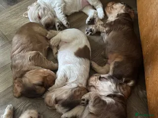 Cocker Spaniel dogs KC Reg Sable Show Cocker Puppies - Advert 1