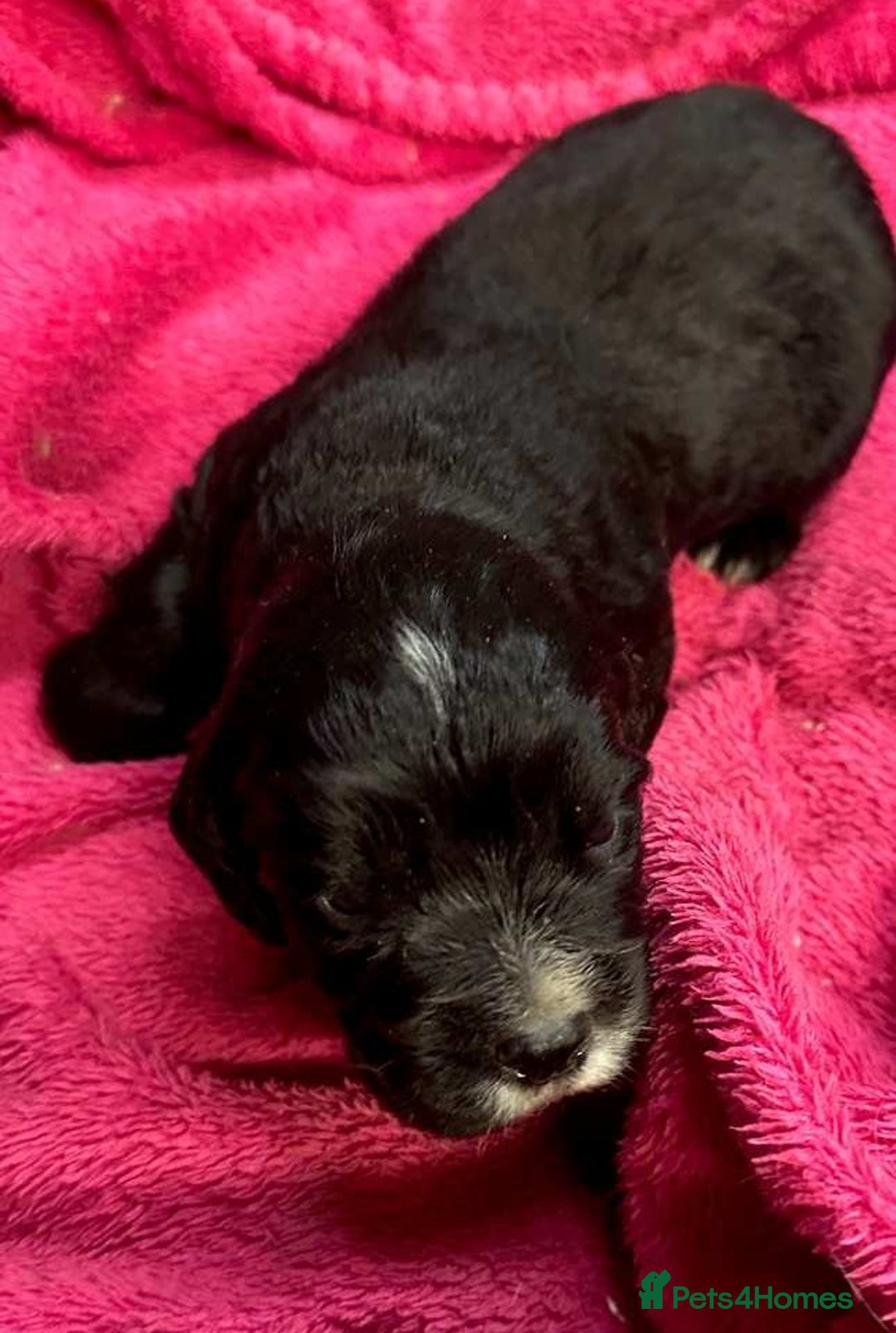 Cocker Spaniel dogs for sale: Cocker Spaniel puppies for sale - Advert 6