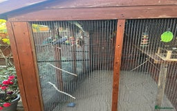 Budgerigars birds for sale: Budgies with an Aviary available. - Image 19