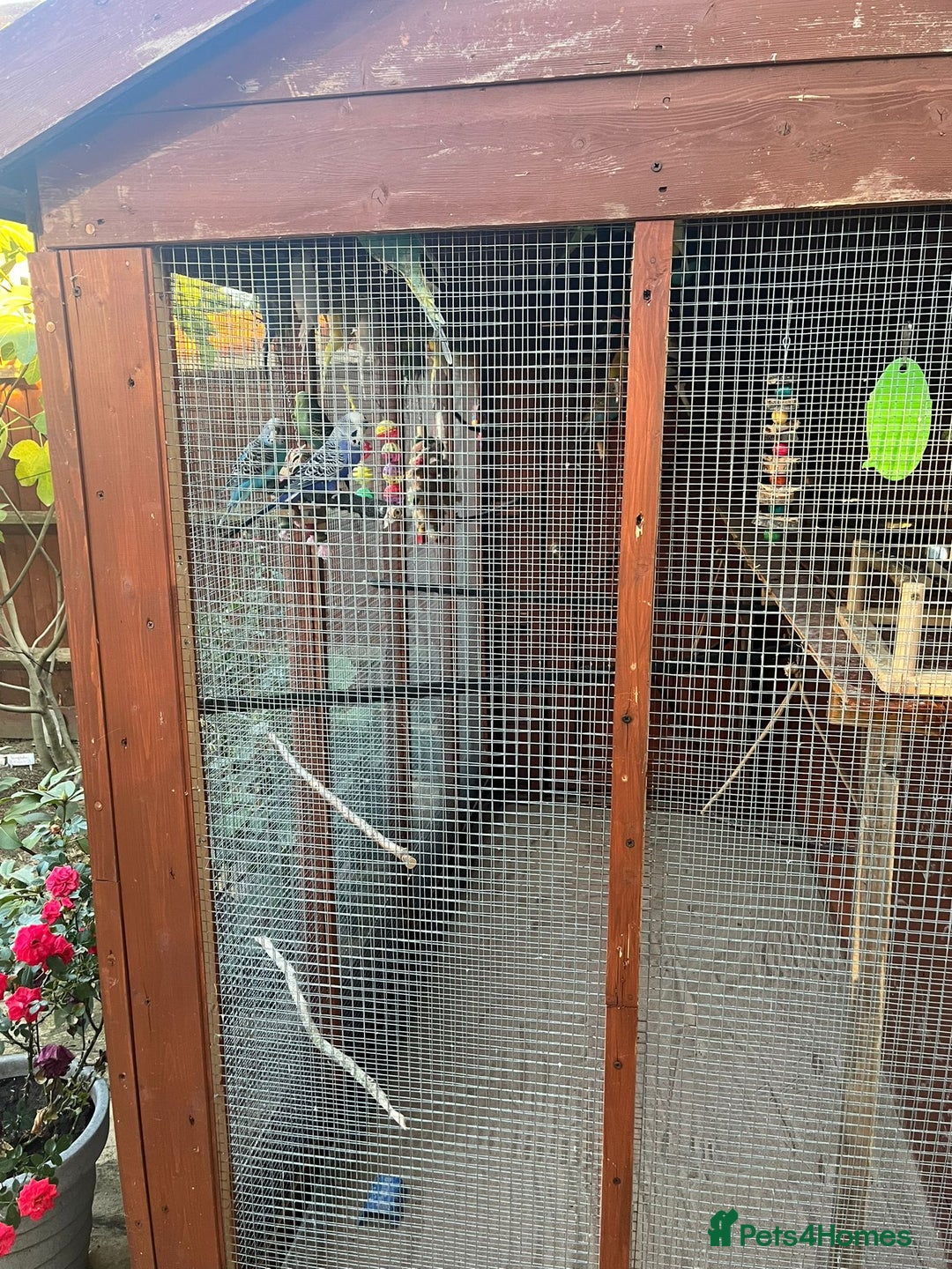 Budgerigars birds for sale: Budgies with an Aviary available. - Image 19