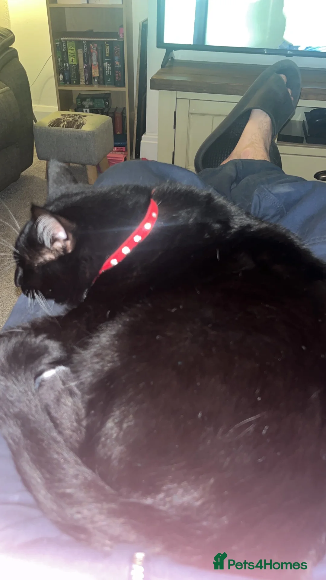 Mixed Breed cats for sale: Re homing  in Gillingham - Advert 2