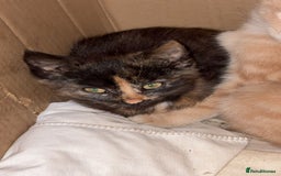 Mixed Breed cats for sale: Farm kittens  - Image 3