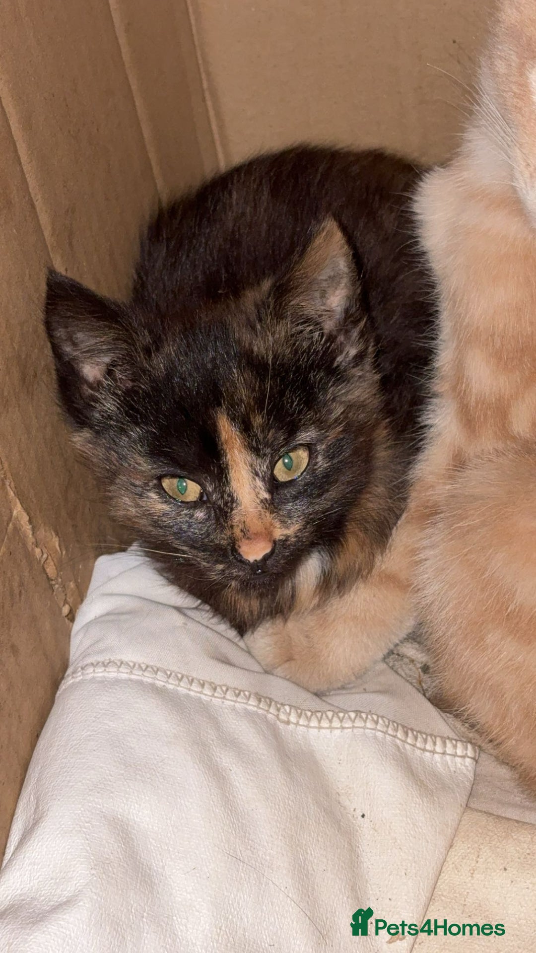 Mixed Breed cats for sale: Farm kittens  - Image 3