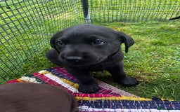 Labrador Retriever dogs for sale: One stunning girl, ready now 9Nov!  - Image 8