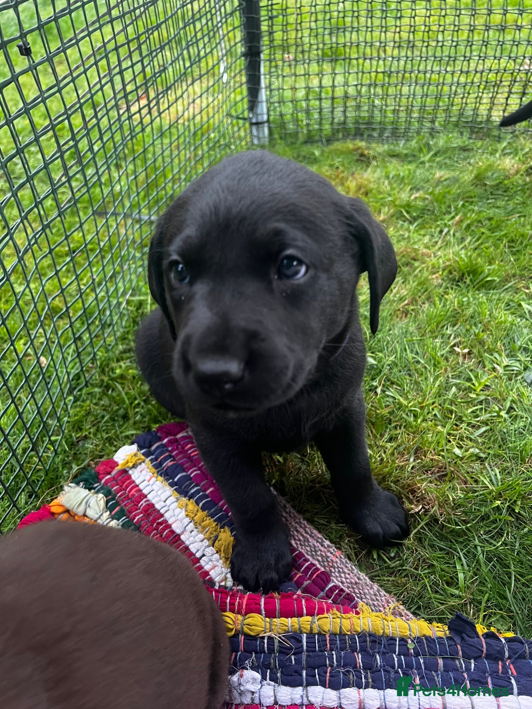 Labrador Retriever dogs for sale: One stunning girl, ready now 9Nov!  - Image 8
