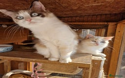 Ragdoll cats for sale: Ragdoll sisters ready now - Image 3