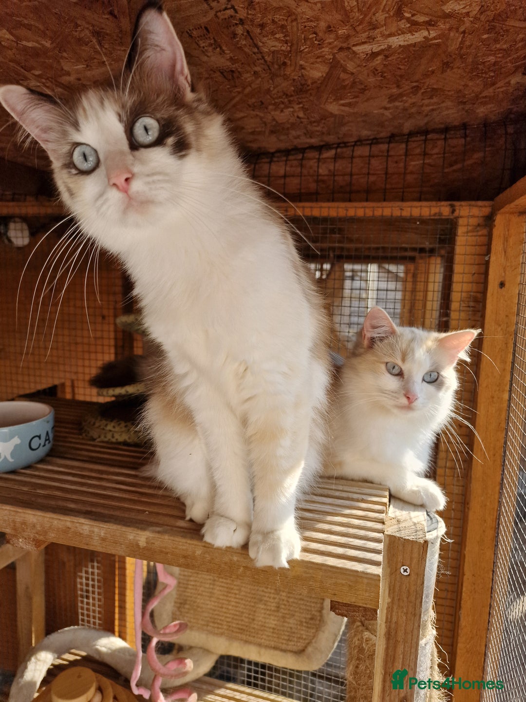 Ragdoll cats for sale: Ragdoll sisters ready now - Image 3