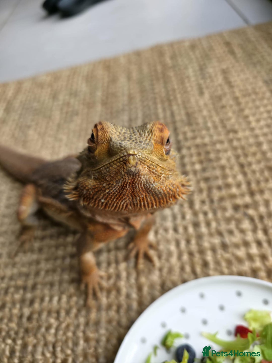 Bearded Dragon reptiles for sale: Alex looking for a loving home  - Image 6
