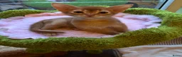 Abyssinian cats for sale: Abysinian boy 4 months  in London - Advert 3