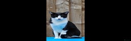 Domestic Shorthair cats for sale: Meemee the Three year old cat  - Advert 3