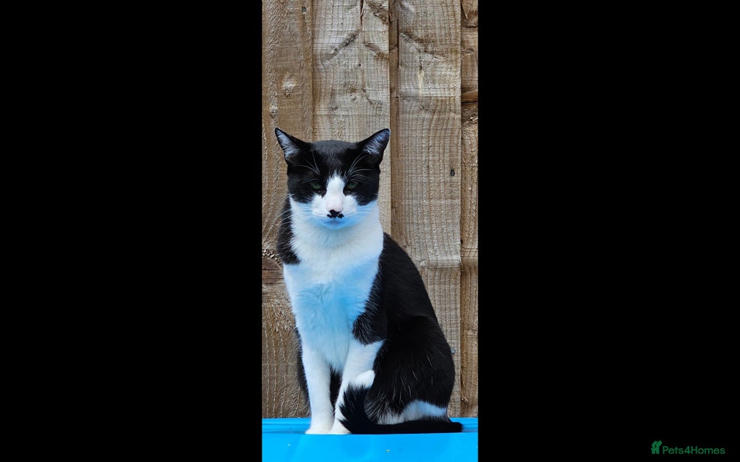 Domestic Shorthair cats for sale: Meemee the Three year old cat  - Image 3