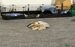 Mini Lop rabbits for sale: Bonded mini lop siblings, 4months old. - Image 1