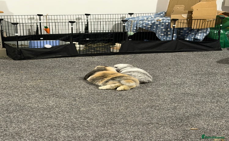 Mini Lop rabbits - Advert 1