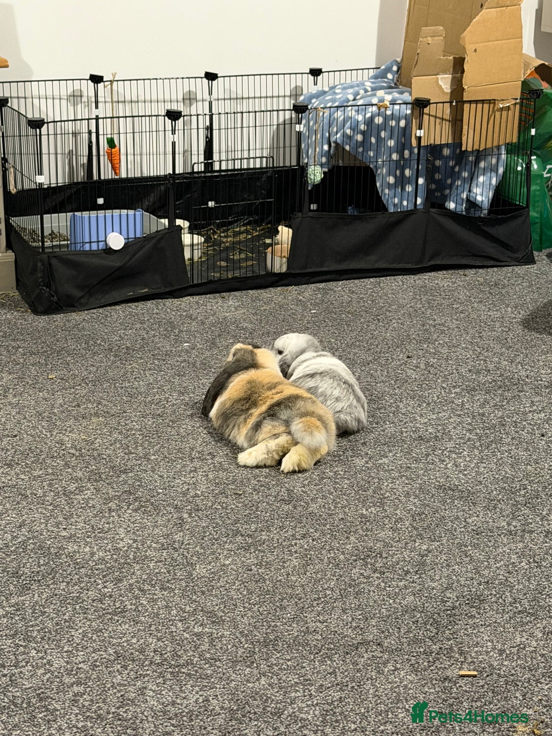 Mini Lop rabbits for sale: Bonded mini lop siblings, 4months old. - Image 1