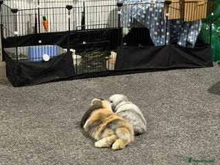 Mini Lop rabbits - Advert 1