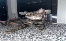 Bengal cats for sale: Half Bengal Cat Female - Image 7