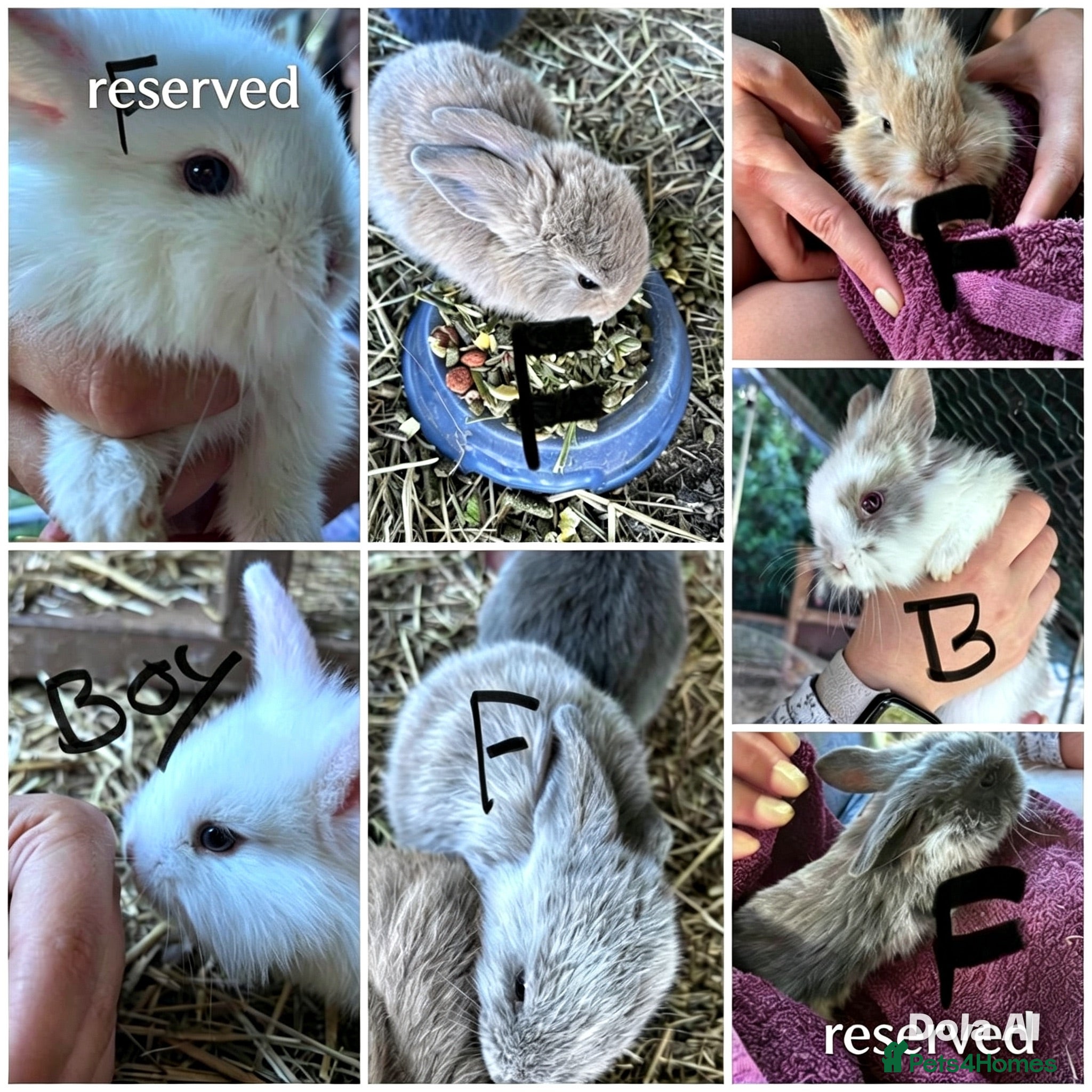 Mixed Breed rabbits Mixed lionhead/ mini loop rabbits  - Advert 23