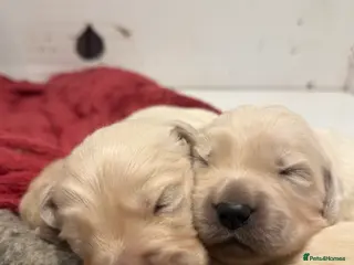 Golden Retriever dogs KC REG FULLY HEALTH TESTED CREAM RETRIEVERS. - Advert 5