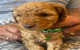 Cavapoo dogs for sale: Quality cavapoo puppies  - Image 5