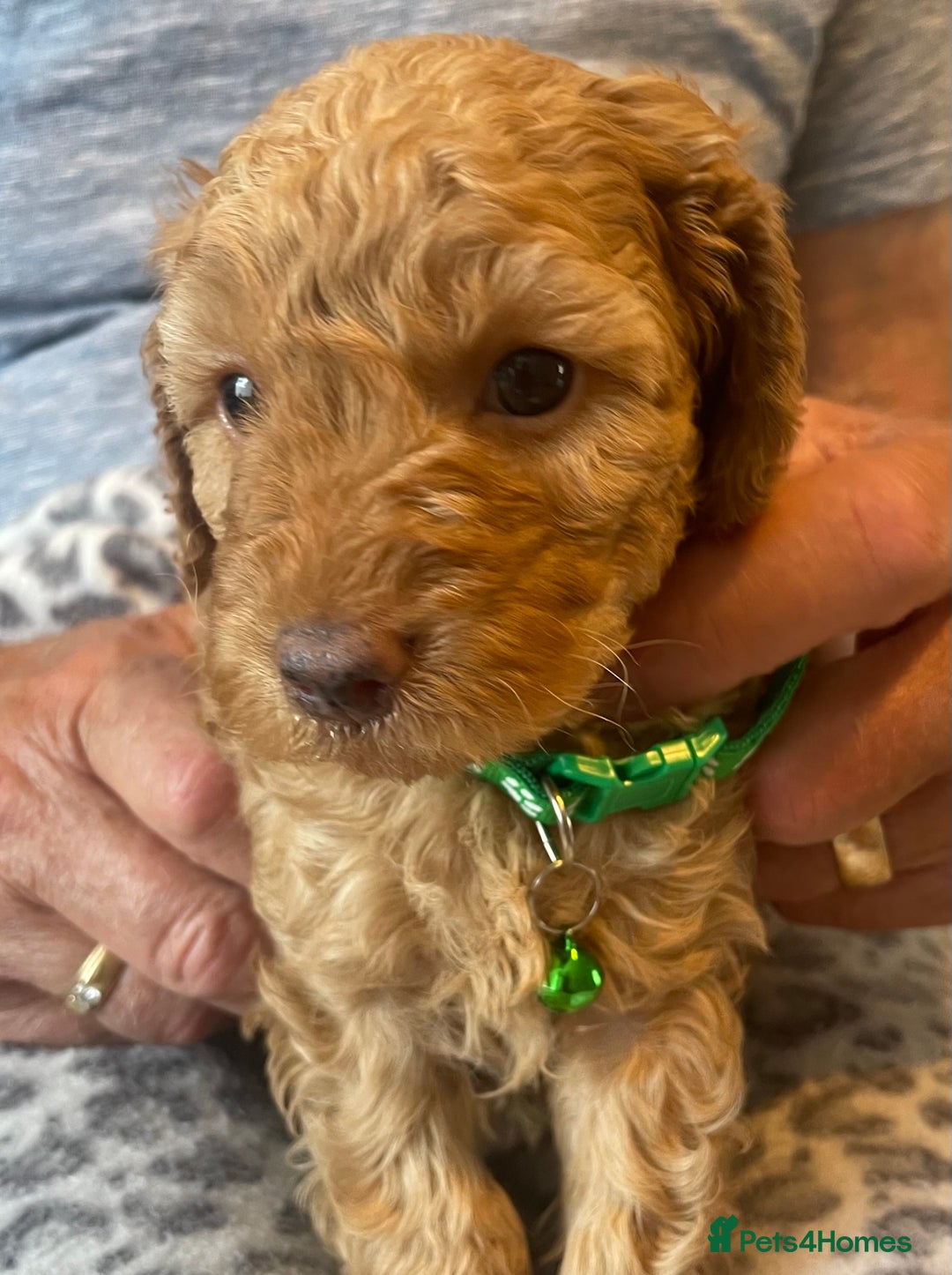 Cavapoo dogs for sale: Quality cavapoo puppies  - Image 5
