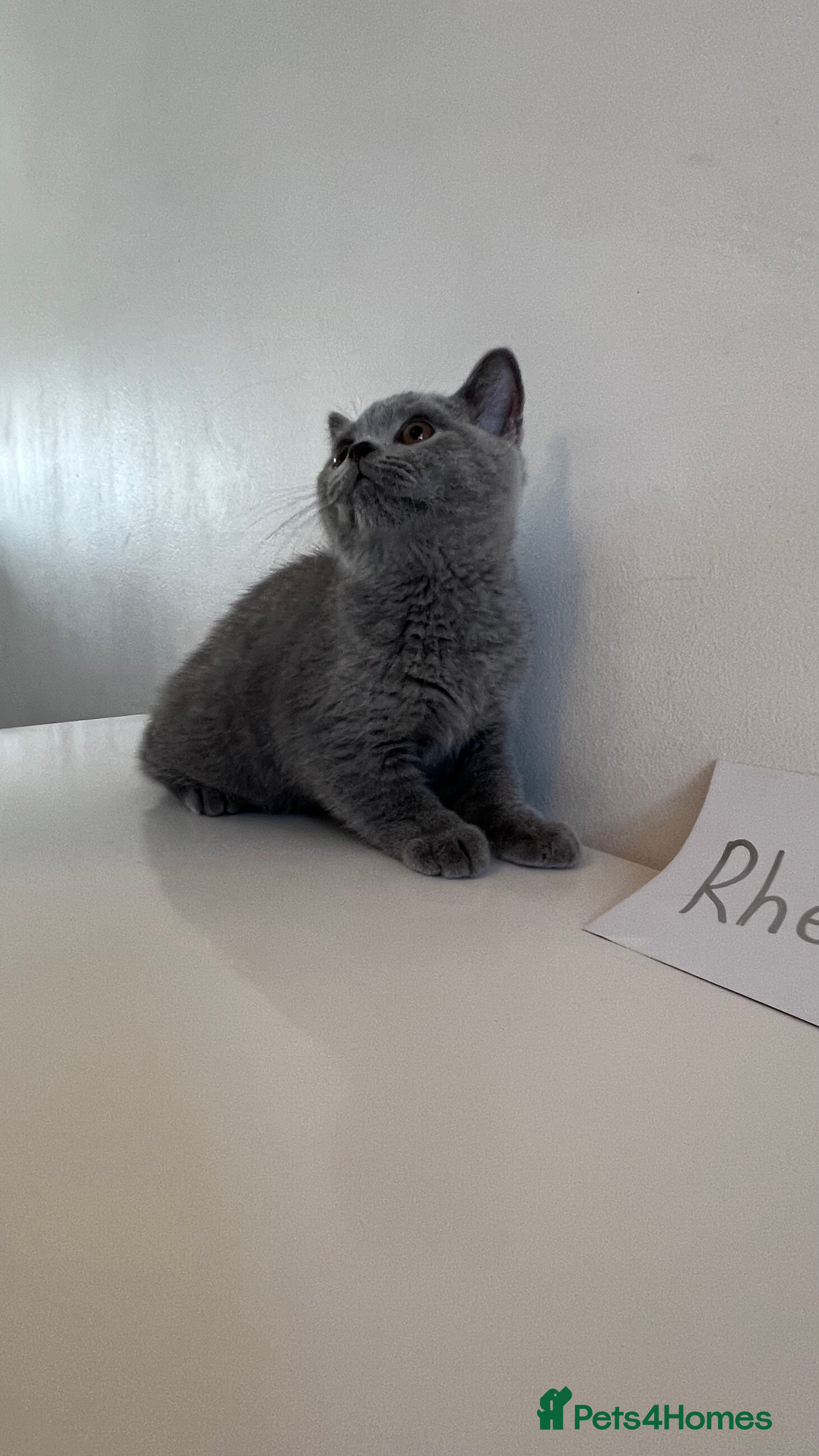 British Shorthair cats 3  British Shorthair Kittens – Champion Pedigree - Advert 2