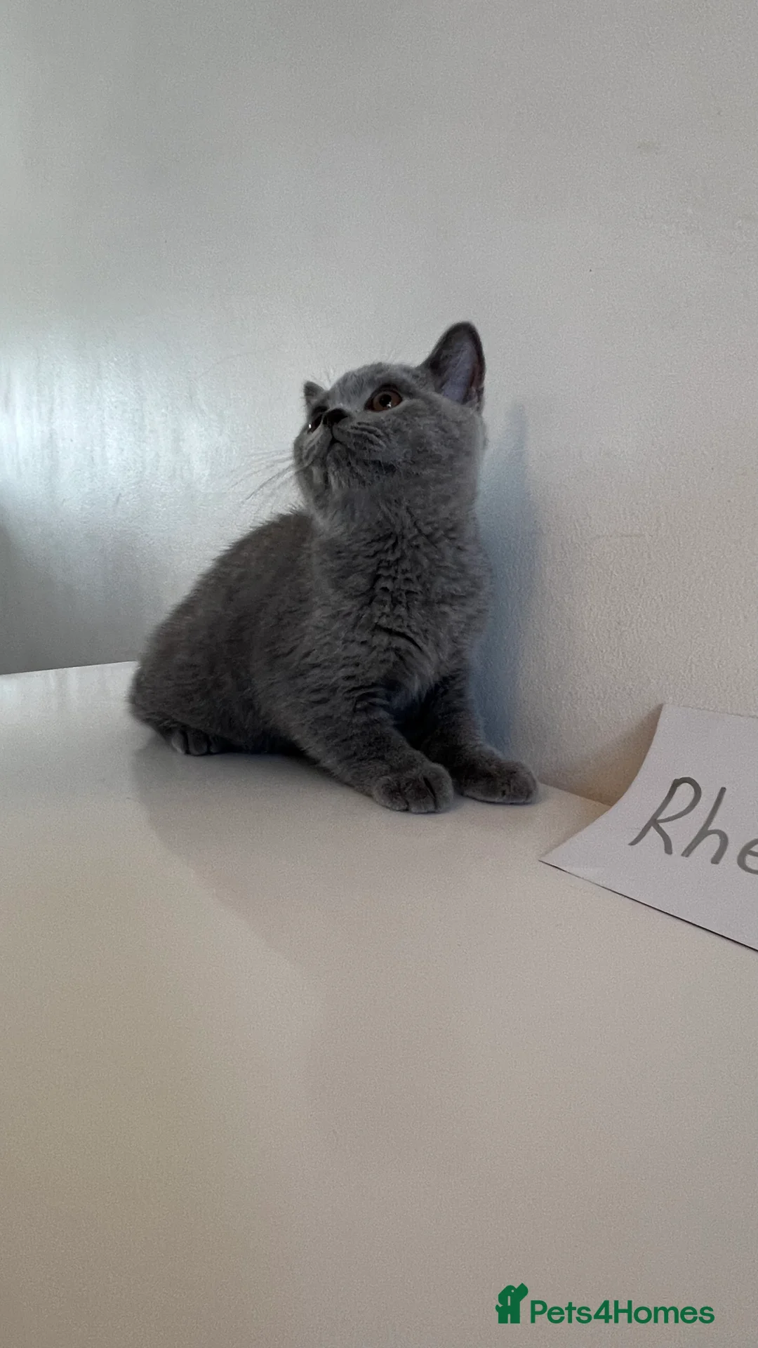 British Shorthair cats for sale: 3  British Shorthair Kittens – Champion Pedigree - Advert 2
