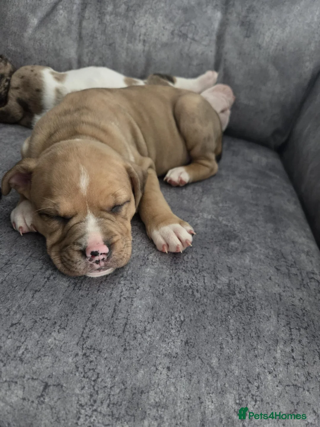 Mixed Breed dogs for sale: Female Staffy X Alapaha Blue Blood Bulldog Pups - Advert 11