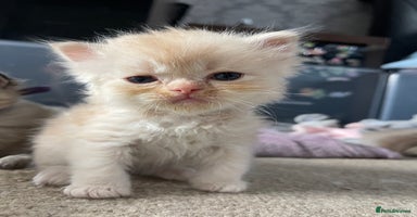 Mixed Breed cats - Advert 6