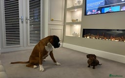 Boxer dogs for stud: PROVEN KC REGISTERED BOXER STUD - Red Flashy Male in London - Image 25