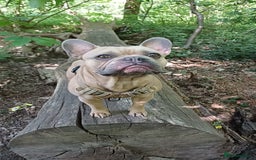 French Bulldog dogs for stud: Archie the stud dog  - Image 2
