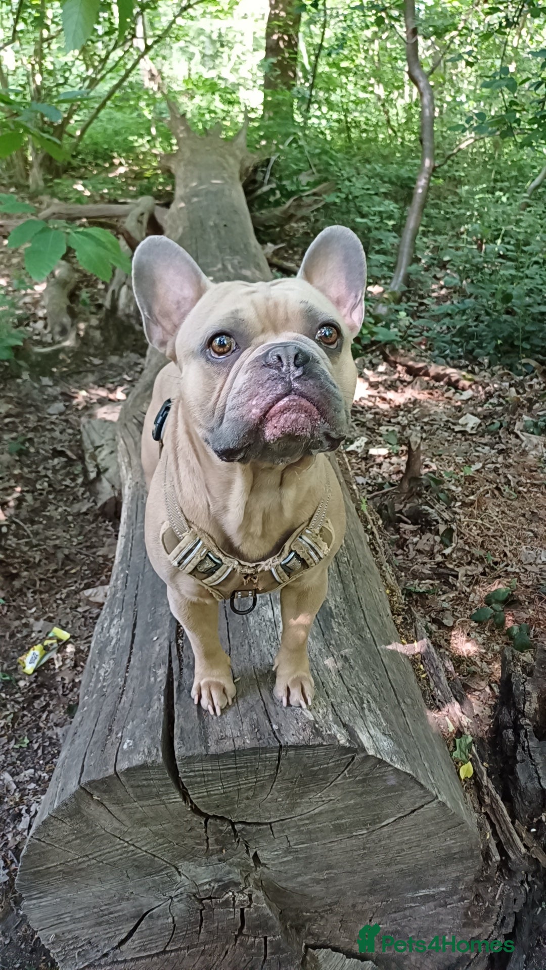 French Bulldog dogs for stud: Archie the stud dog  - Image 2