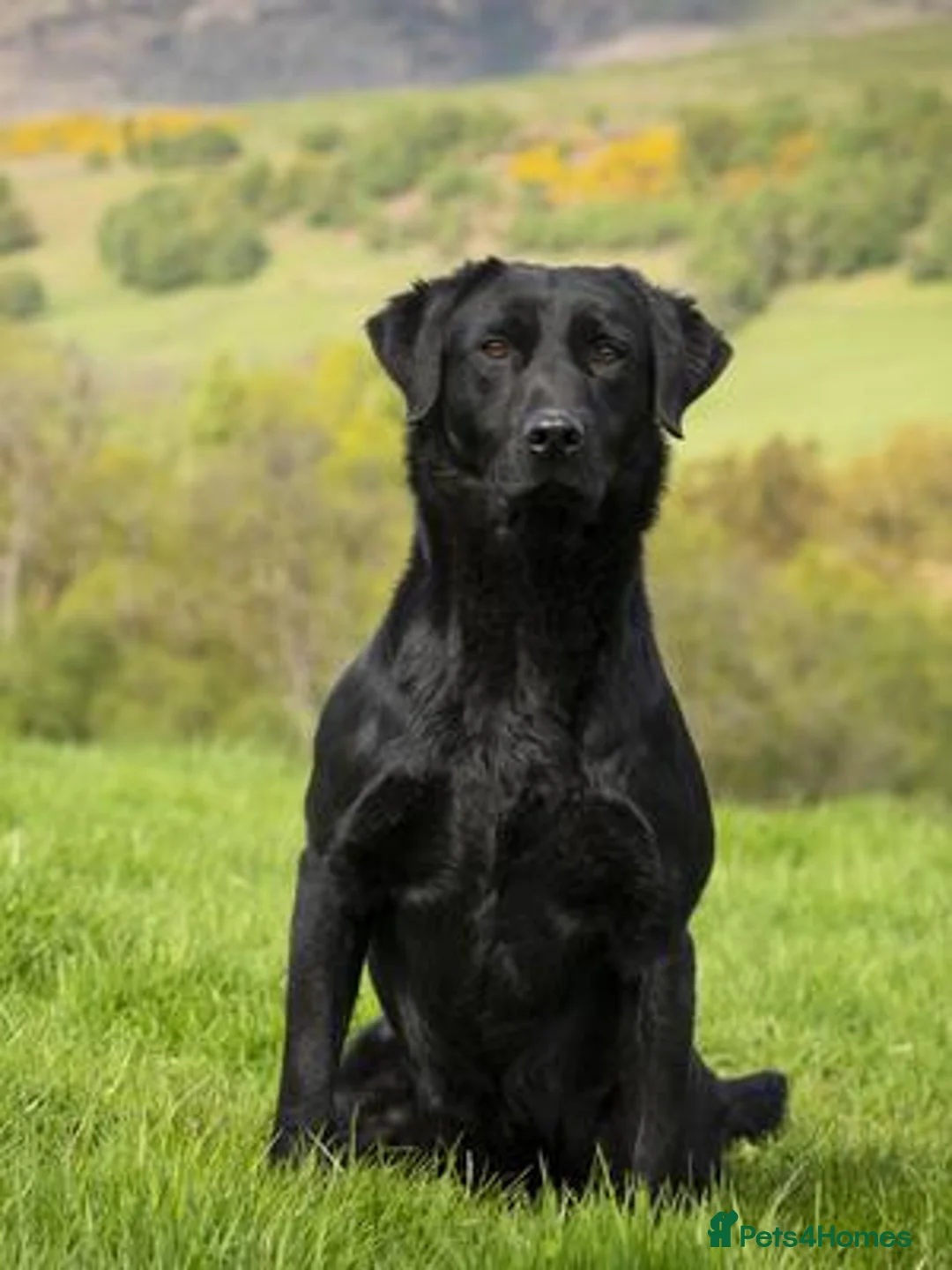 Labrador Retriever dogs for sale: KC Registered Black Labrador Puppies - Advert 6