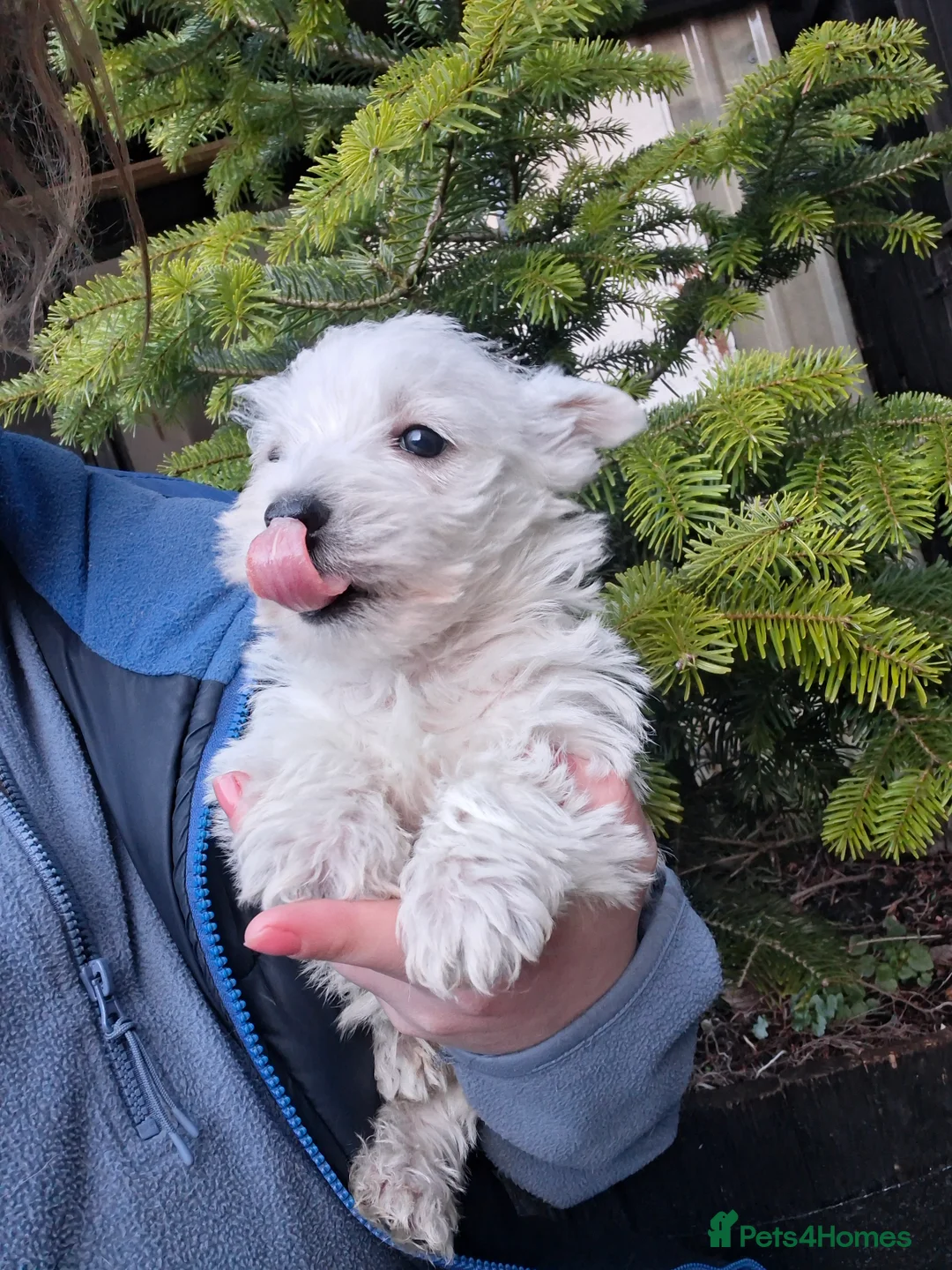 West Highland Terrier dogs for sale: Beautiful westies available - Advert 7