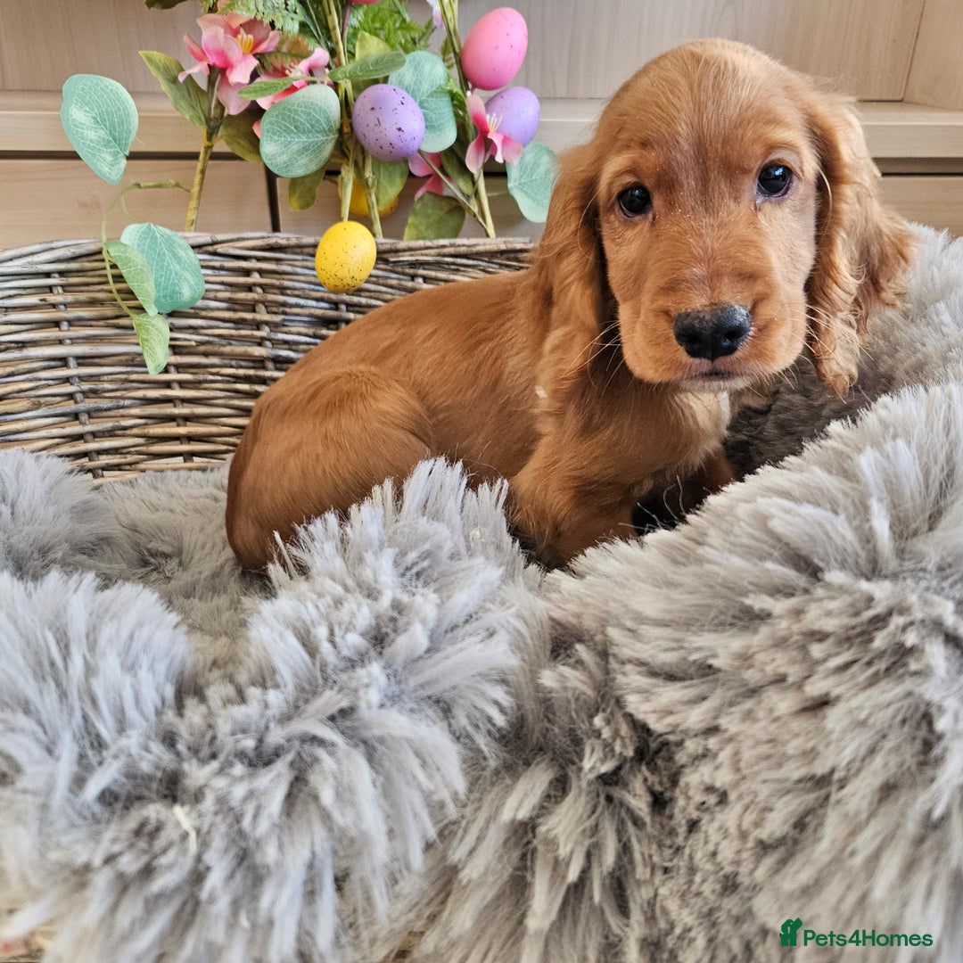 Cocker Spaniel dogs for sale: Stunning mix of working type cocker spaniels  - Advert 20