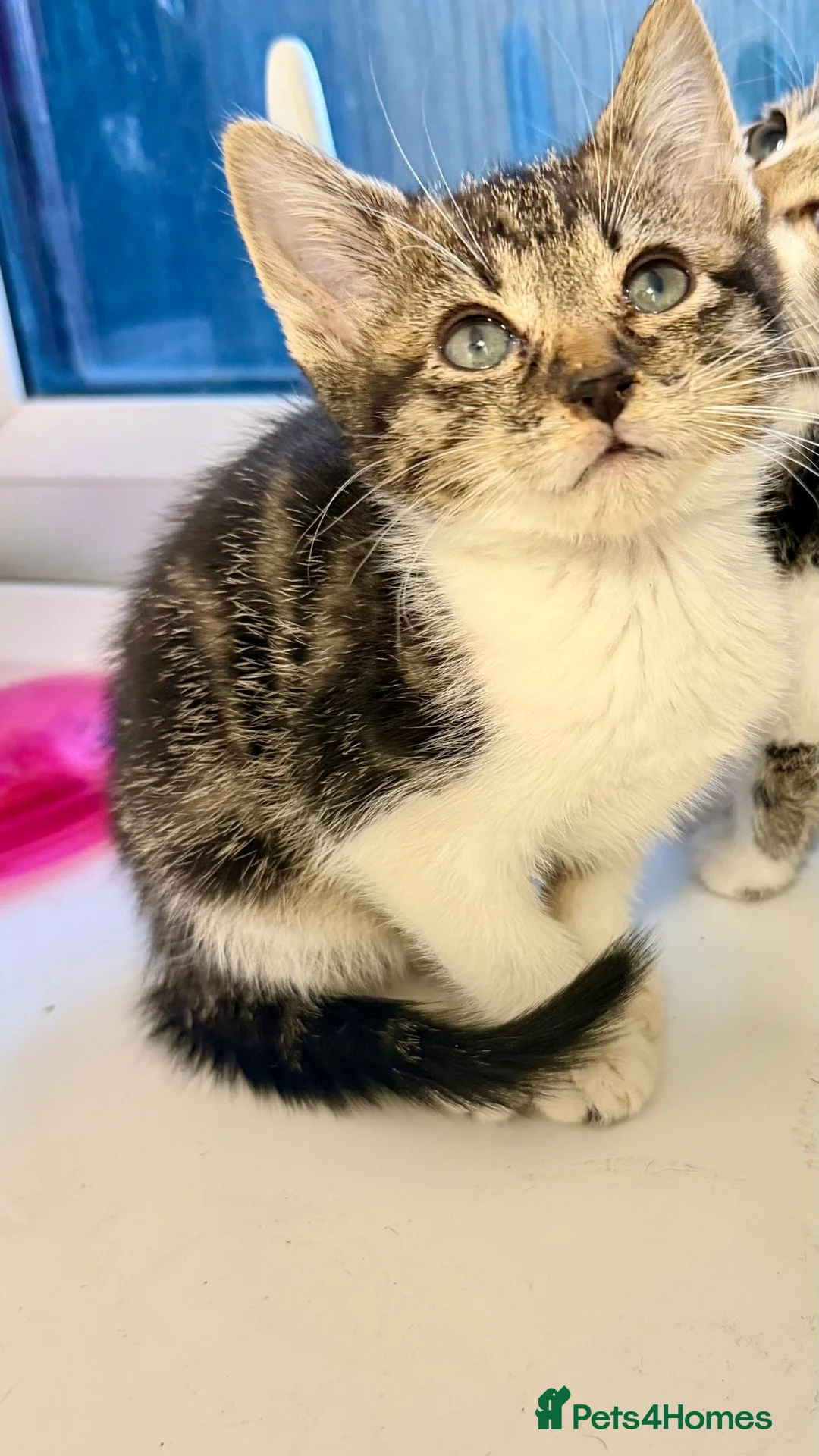 Mixed Breed cats for sale: Ragdoll x kittens - Advert 2