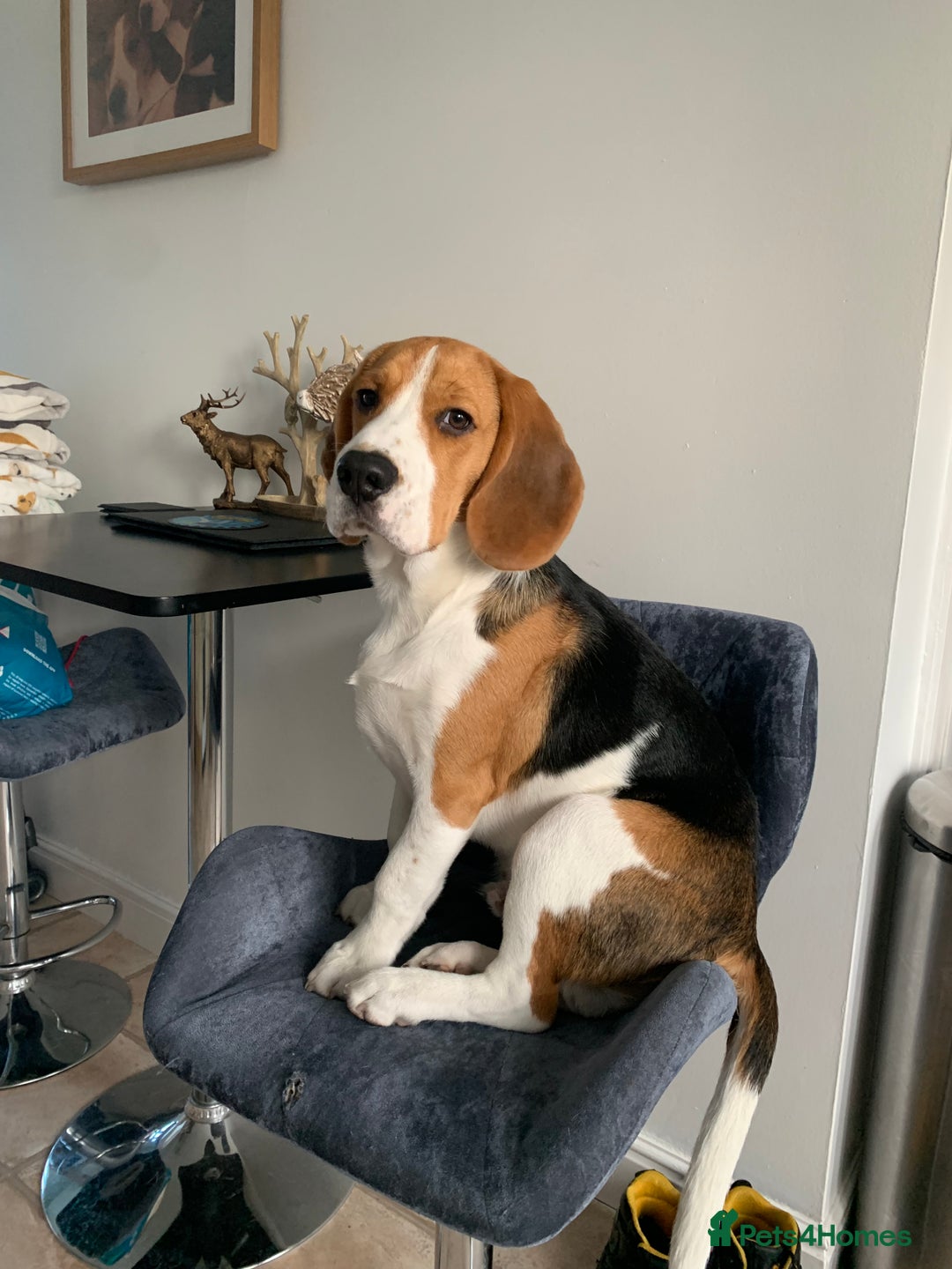 Beagle dogs for stud: Ragnar (KC STUD) in Liverpool - Image 11