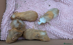 Guinea Pig rodents for sale: 4 Baby Boy Guinea Pigs  - Image 3