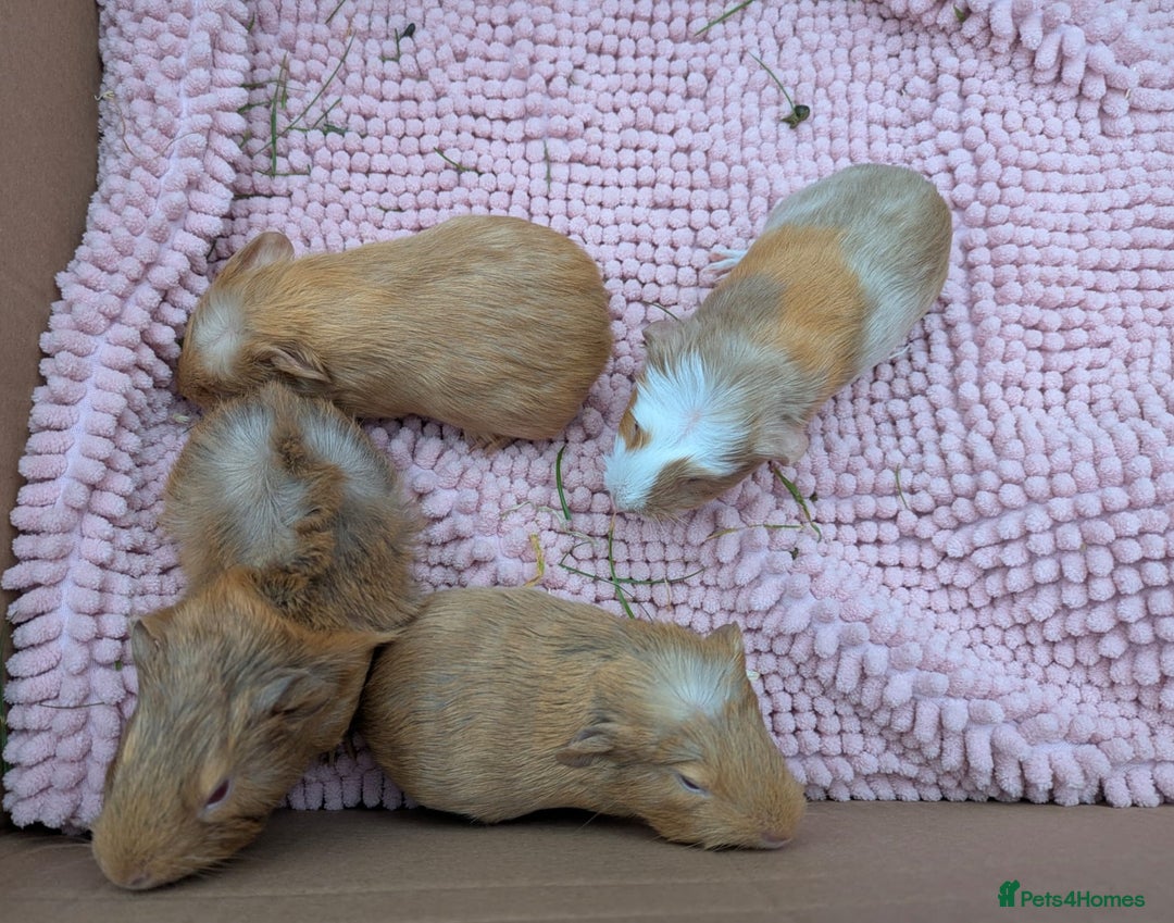 Guinea Pig rodents for sale: 4 Baby Boy Guinea Pigs  - Image 3