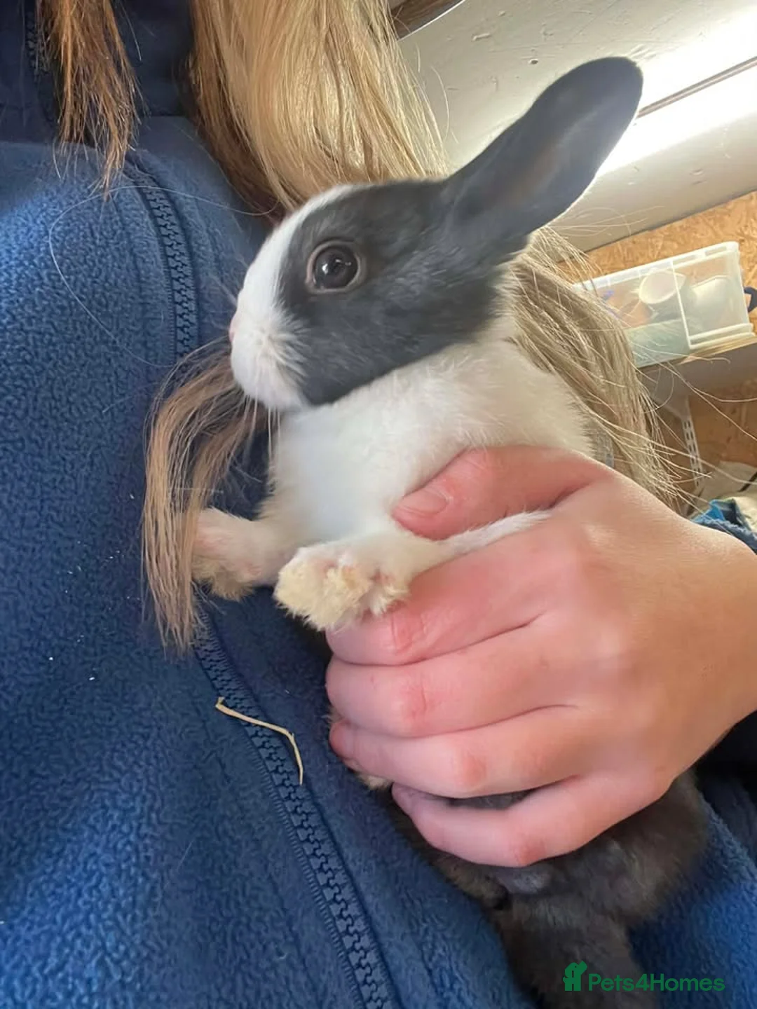 Dutch rabbits for sale: Dutch Baby Rabbits - Advert 3