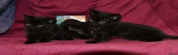 Mixed Breed cats for sale: Ragdoll Mixed Kittens - Advert 5