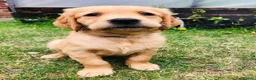 Golden Retriever dogs for sale: KC Reg Dark Red Golden Retriever-100% DNA Tested - Advert 9