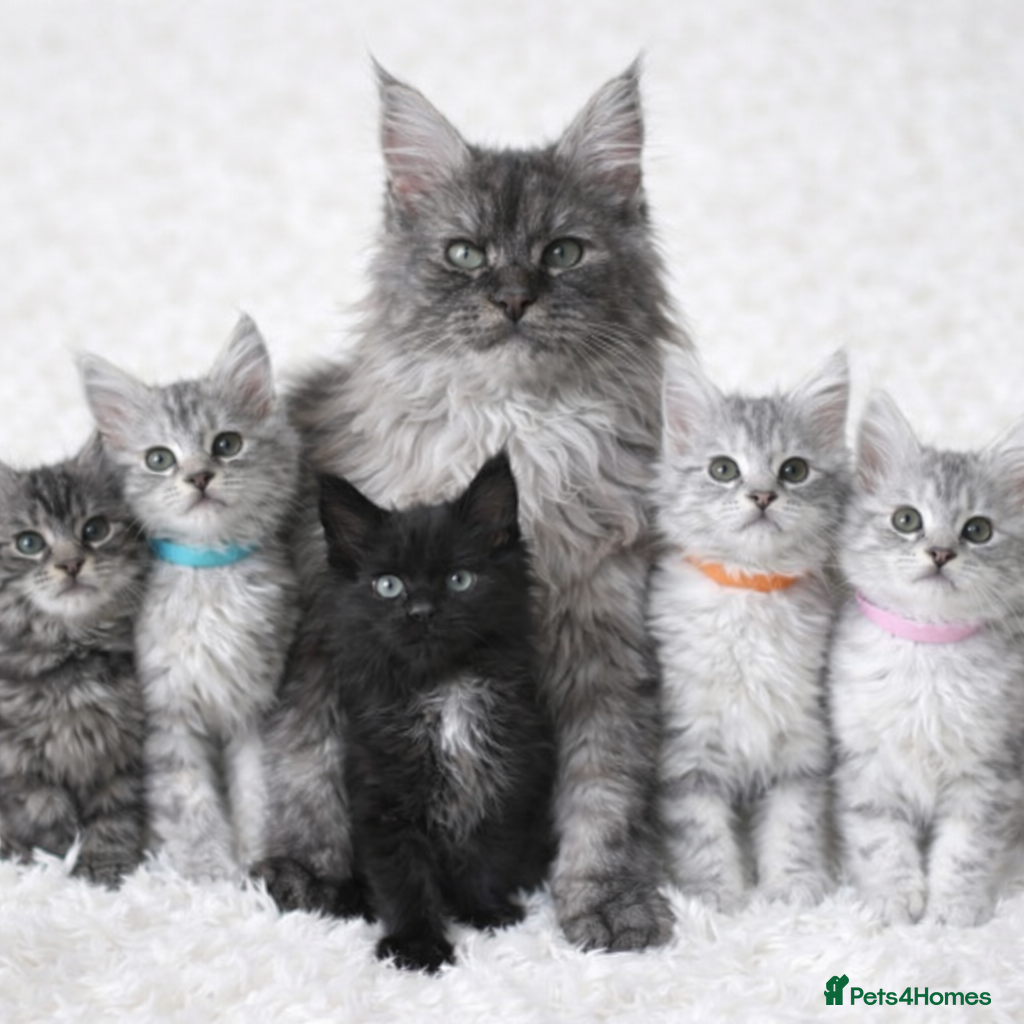 Maine Coon cats Outstanding Maine coon kittens  - Advert 1