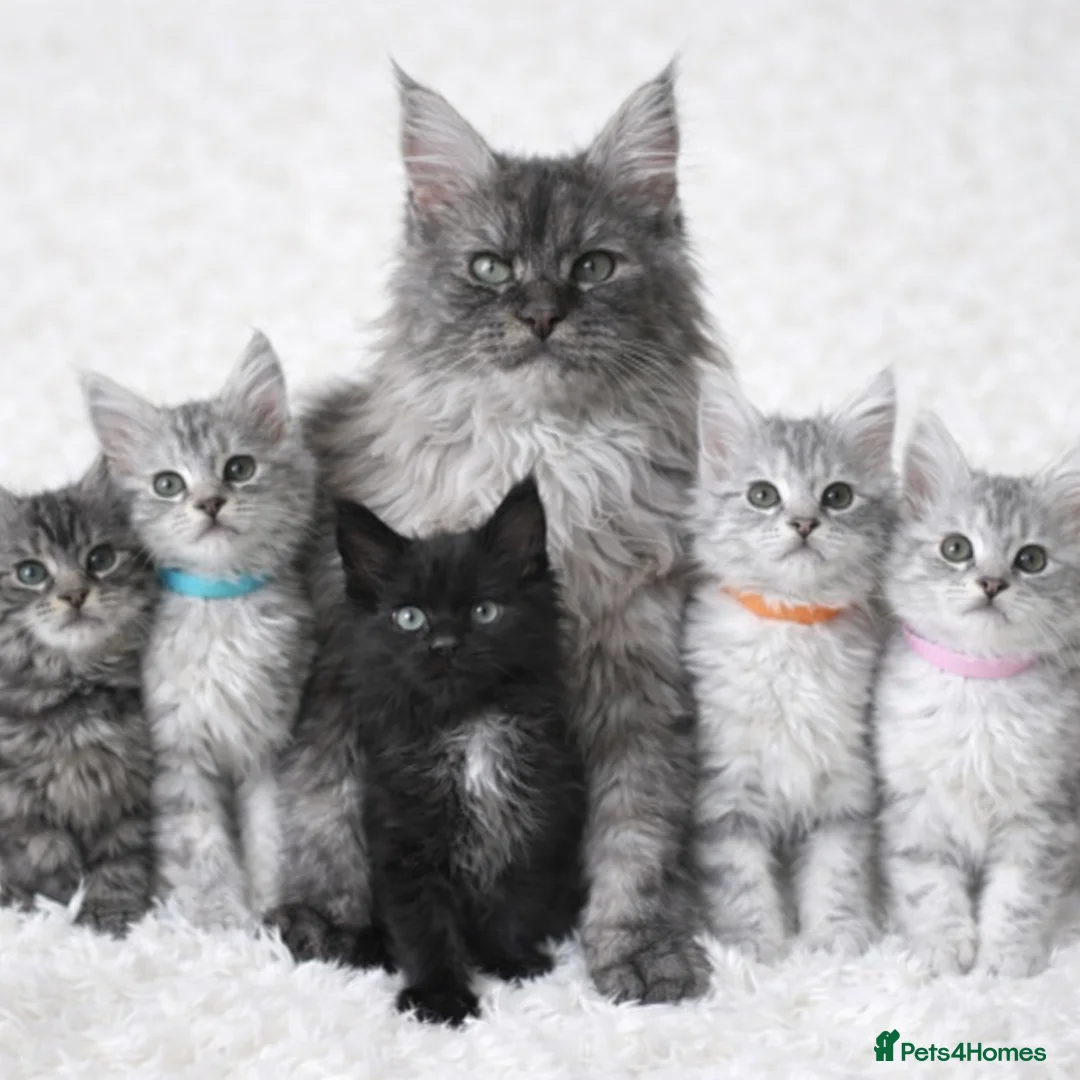 Maine Coon cats for sale: Outstanding Maine coon kittens  - Advert 1